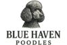 Blue Haven Poodles